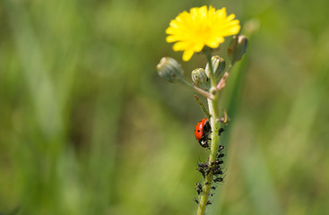 ein Marienkäfer isst Blattläuse 