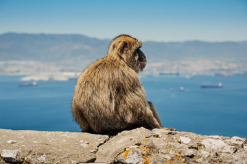 Photo of monkey sitting on a wall in Gibraltar, British overseas territory. Photo with shallow depth of field.