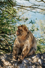 Photo of monkey at the top of The Rock of Gibraltar, British overseas territory. Photo with shallow depth of field.