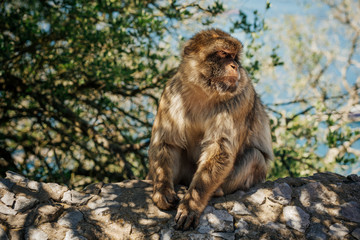 Monkey sitting on a wall at the top of The Rock of Gibraltar. Photo with shallow depth of field.