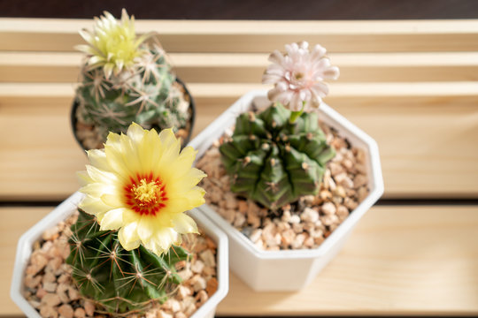 Three different cactus flower in wood box selective focus