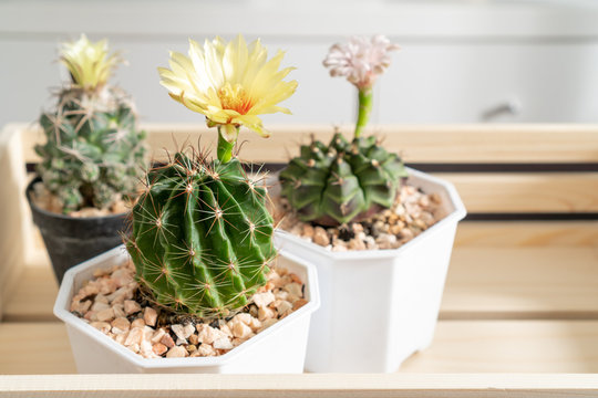 Three different cactus flower in wood box selective focus