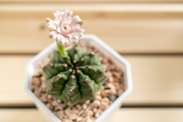 Pink cactus flower in white vase on wood box in background