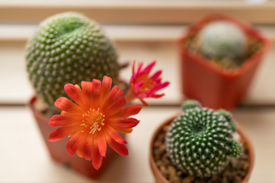 Red cactus flower in wood box selective focus