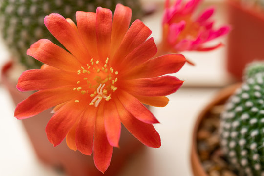 Close up of red cactus flower