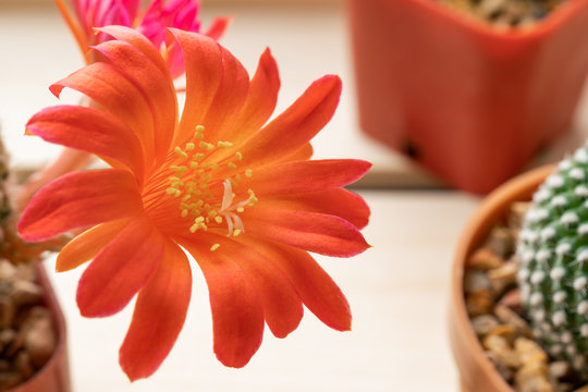 Close up of red cactus flower