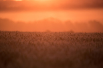 Beautiful sunset over the field