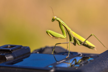 Praying Mantis on camera