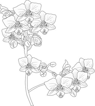 orchid outline with two blossoming branches on white