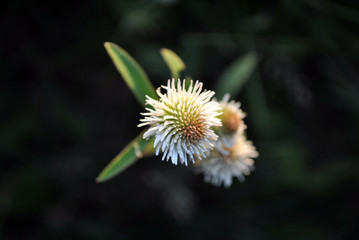 White clover flowers on dark blurry background, top view