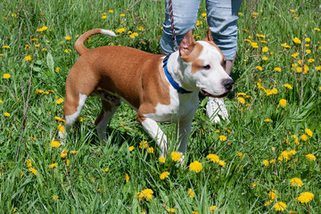 American staffordshire terrier puppy is walking on a green meadow with his owner. Pet animals.