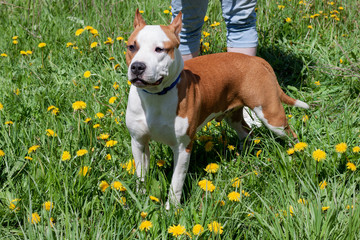 American staffordshire terrier puppy is standing on a blossoming green meadow . Pet animals.