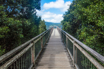 Fototapeta na wymiar Lookout at National Park Dorrigo, rainforest centre skywalk