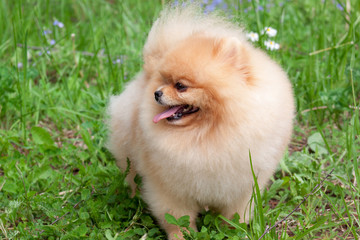 Cute pomeranian spitz puppy is standing on a spring meadow. Deutscher spitz or zwergspitz.