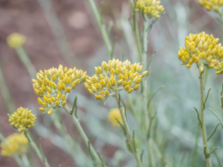 Currykraut ,Helichrysum italicum