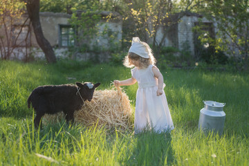 A beautiful child is playing in the garden with a sheep. A girl in a white dress is feeding the animals with hay