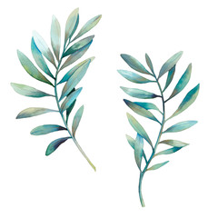 Watercolor green plant with long leaves set. Hand painted floral clip art: branches isolated on white background.