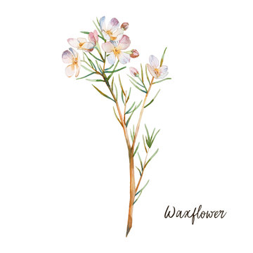 Watercolor waxflower. Hand painted botanical element: plant with white flowers. Natural object isolated on white background