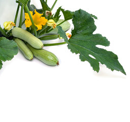 Flowering and ripe fruits of zucchini on the vine on white background
