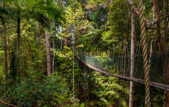 Fototapeta A beautiful atmospheric view of the dense rainforest and the suspension bridge which is part of the world's longest canopy walkway in Taman Negara National Park, Malaysia.