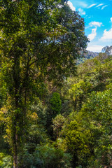 The view of the jungle's flora and fauna from the highest platform of the world's longest canopy walkway in Taman Negara National Park, Malaysia.
