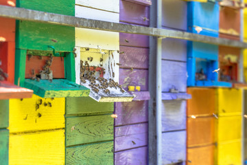 Bees flying in front of Colorful beehive