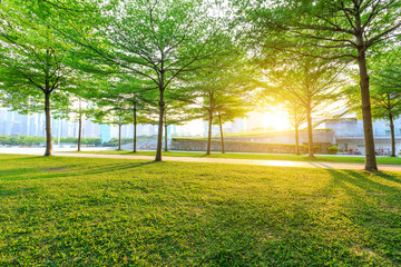 City park green trees at sunrise