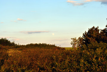Trees and bushes in last sundown light, grass glade, cloudy blue sky and harvest moon rising, Ukraine in spring