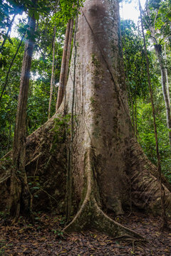 The huge tree trunk and massive buttress roots of the tallest Tualang tree (Koompassia excelsa) in West Malaysia at Sungai Tahan in Taman Negara, Pahang, Malaysia.