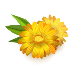 Realistic Detailed 3d Yellow Calendula Marigold Flower. Vector
