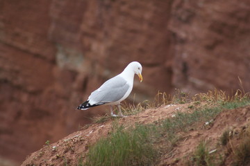 Möwe
