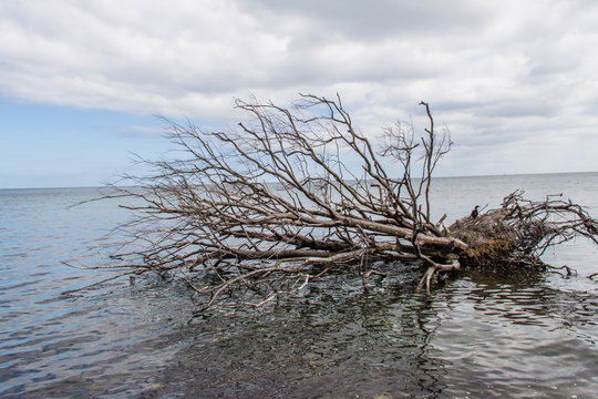 Geh&ouml;lz im Meer