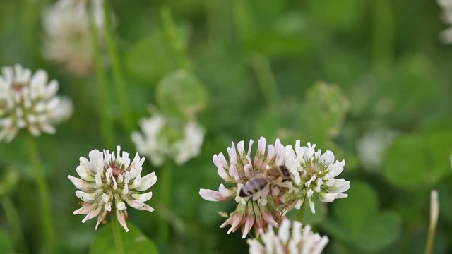 video with small bee on light clower flower