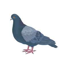 Detailed vector icon of pigeon dove. Bird with small head, short legs and blue-gray feathers. Wild feathered animal. Fauna theme