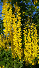 Obraz premium Beautiful bright yellow flowers of wisteria