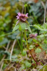 Lamium Purpureum - Read dead-nettle