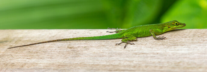 lézard vert 