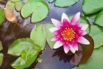 Pink nenuphar or water lily in pond.