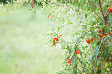 Goji plant with fruits
