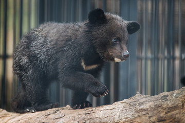 Himalayan black bear cub © A.Lukin
