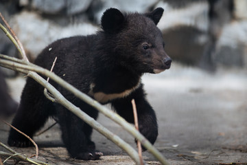 Himalayan black bear cub © A.Lukin