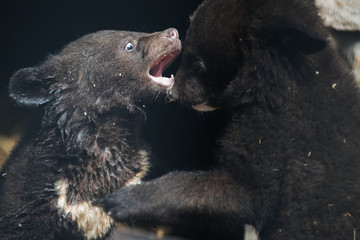 Himalayan black bear cubs