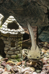 Fototapeta na wymiar Axolotl and decoration of the church in the aquarium.