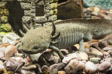 Axolotl and decoration of the church in the aquarium.