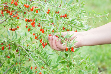 Goji plant with fruits
