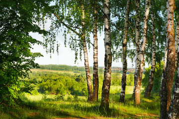 Obrazy na Szkle  lato w słonecznym lesie brzozowym