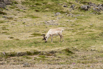 Moose aka European elk in the wild in Iceland