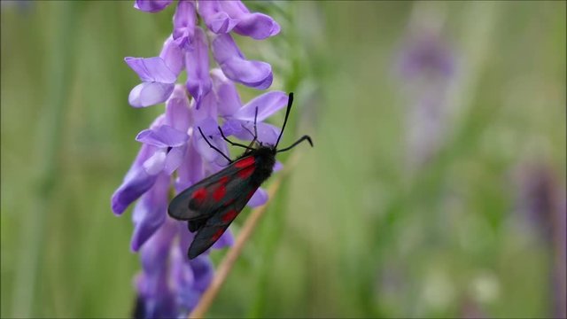 Widderchen auf einer Blume