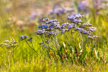 Sea lavender on a saltmarsh