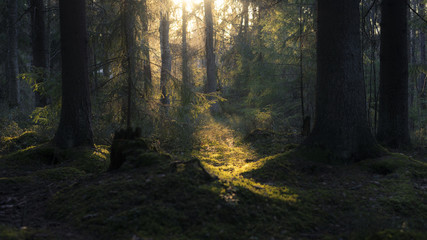 Fototapeta premium Letni las w Finlandii